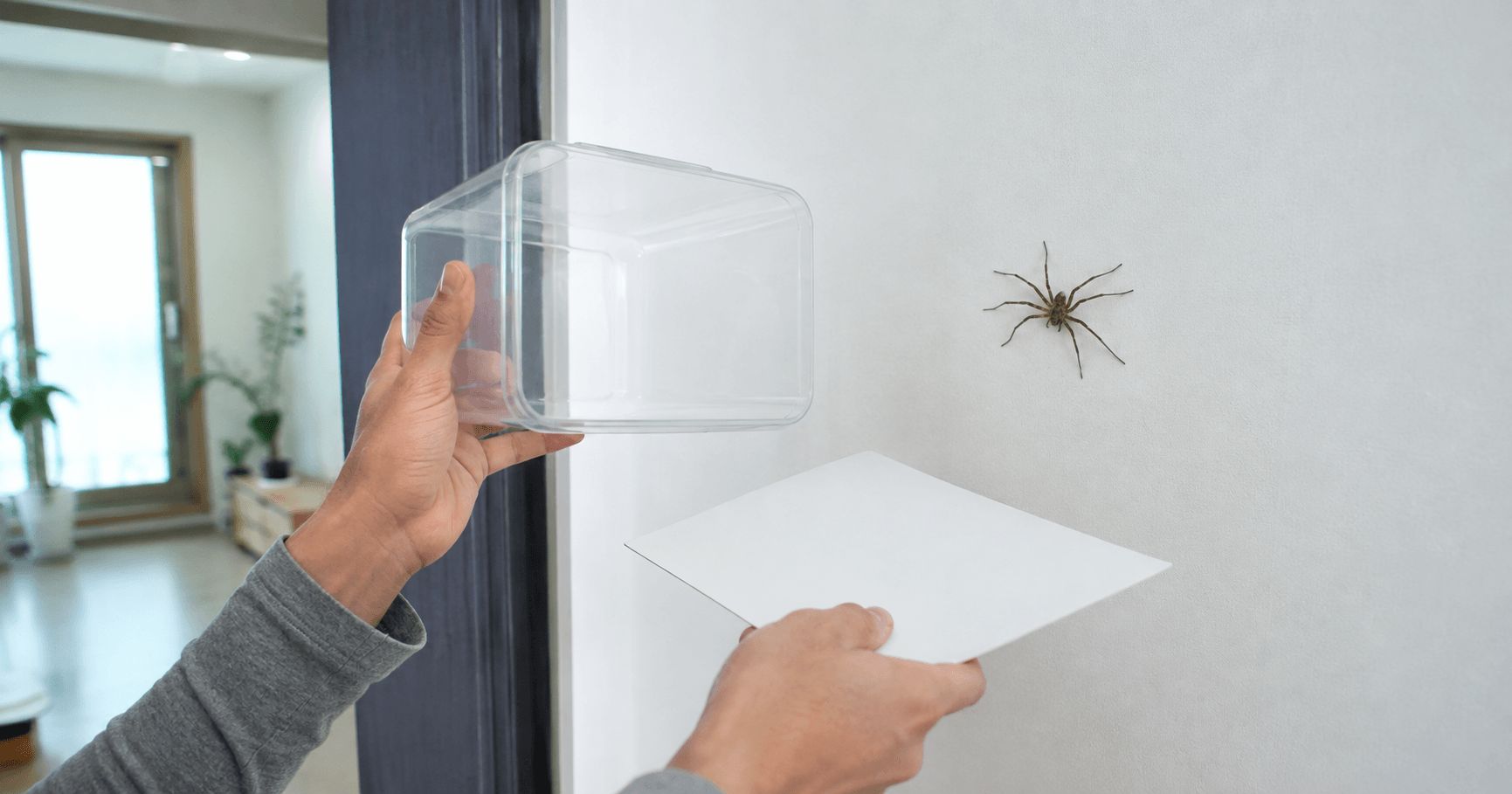 집에 들어온 농발거미를 투명 용기와 종이로 안전하게 밖으로 옮기는 모습